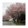 Prunus padus 'Pandora' | Cherry Blossom Tree -Bare Root Sales Shop TR01759L main image f99d
