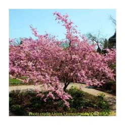 Prunus sargentii | Cherry Blossom Tree -Bare Root Sales Shop TR01799L add image 1 3c85