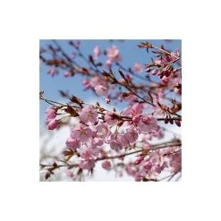 Prunus sargentii | Cherry Blossom Tree -Bare Root Sales Shop TR01799L add image 2 0ac8