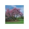 Prunus sargentii | Cherry Blossom Tree -Bare Root Sales Shop TR01799L main image 7d0e