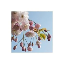 Prunus serrulata 'Shirofugen' | Cherry Blossom Tree 11 Prunus serrulata 'Shirofugen' | Cherry Blossom Tree -Bare Root Sales Shop TR018112L add image 2 922d