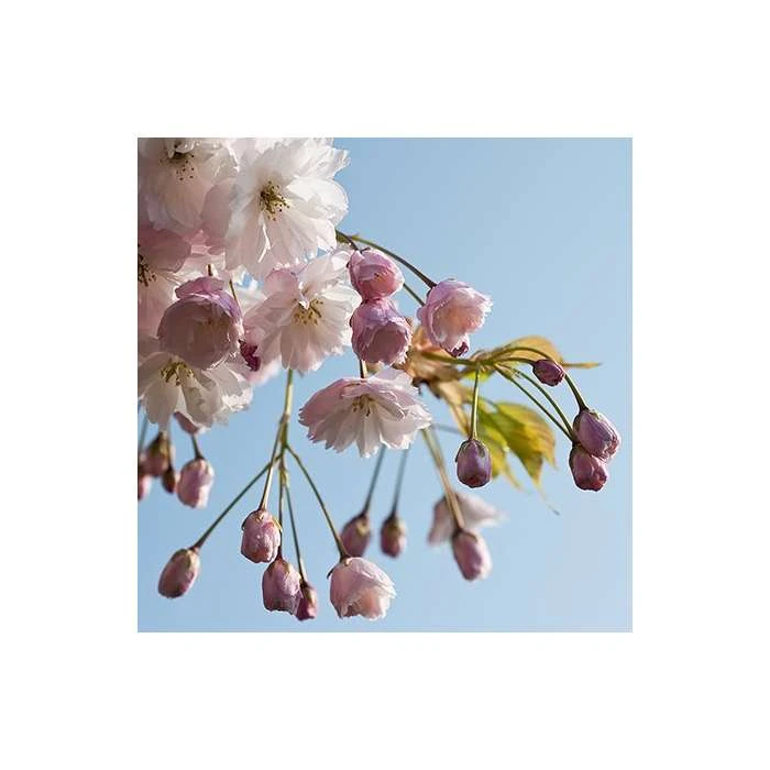 Prunus serrulata 'Shirofugen' | Cherry Blossom Tree 6 Prunus serrulata 'Shirofugen' | Cherry Blossom Tree - Image 4