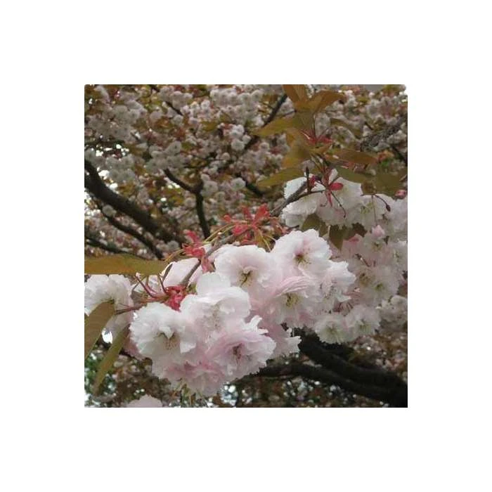 Prunus serrulata 'Shirofugen' | Cherry Blossom Tree 7 Prunus serrulata 'Shirofugen' | Cherry Blossom Tree - Image 5