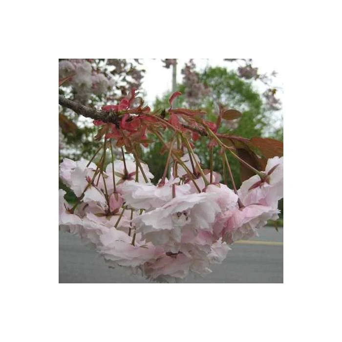 Prunus serrulata 'Shirofugen' | Cherry Blossom Tree 8 Prunus serrulata 'Shirofugen' | Cherry Blossom Tree - Image 6