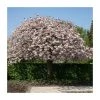 Prunus serrulata 'Shirofugen' | Cherry Blossom Tree -Bare Root Sales Shop TR018112L main image 78d1