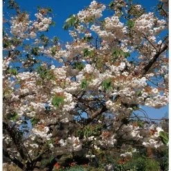 Prunus 'Shogetsu' | Cherry Blossom Tree 12 Prunus 'Shogetsu' | Cherry Blossom Tree -Bare Root Sales Shop TR01829L add image 3 0443