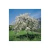 Prunus 'Shogetsu' | Cherry Blossom Tree -Bare Root Sales Shop TR01829L main image 2843