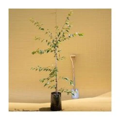 Prunus x subhirtella 'Autumnalis Rosea' | Cherry Blossom Tree 7 Prunus x subhirtella 'Autumnalis Rosea' | Cherry Blossom Tree -Bare Root Sales Shop TR01839L add image 1 c1bd