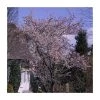 Prunus x subhirtella 'Autumnalis Rosea' | Cherry Blossom Tree -Bare Root Sales Shop TR01839L main image 0f7f