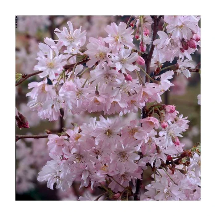 Prunus x subhirtella 'Autumnalis Rosea' | Cherry Blossom Tree 4 Prunus x subhirtella 'Autumnalis Rosea' | Cherry Blossom Tree - Image 2