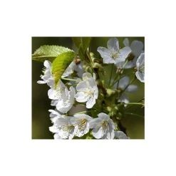 Prunus 'Tai Haku' | Cherry Blossom Tree -Bare Root Sales Shop TR01849L add image 1 04ca