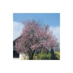 Prunus cerasifera 'Nigra' | Cherry Blossom Tree -Bare Root Sales Shop TR01889L add image 2 e8dc