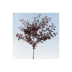 Prunus cerasifera 'Nigra' | Cherry Blossom Tree -Bare Root Sales Shop TR01889L add image 3 e5e0