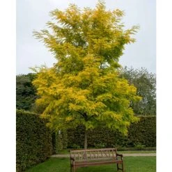 Golden False Acacia | Robinia Pseudoacacia 'Frisia' -Bare Root Sales Shop TR019212L add image 1 3c40