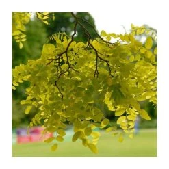 Golden False Acacia | Robinia Pseudoacacia 'Frisia' -Bare Root Sales Shop TR019212L add image 2 c05d