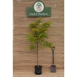 Golden False Acacia | Robinia Pseudoacacia 'Frisia' -Bare Root Sales Shop TR019212L add image 3 22de