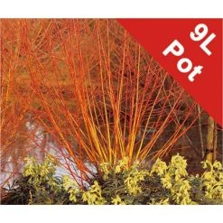 Salix alba 'Britzenis' | Willow Tree -Bare Root Sales Shop TR0193 add image 2 347a