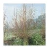 Salix alba 'Britzenis' | Willow Tree -Bare Root Sales Shop TR0193 main image f171