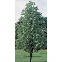 Sorbus aria 'Lutescens' | Rowan Tree -Bare Root Sales Shop TR01979L add image 2 bf26