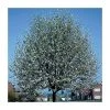 Sorbus aria 'Lutescens' | Rowan Tree -Bare Root Sales Shop TR01979L main image e4b5