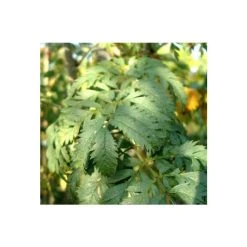 Sorbus aucuparia 'Asplenifolia' | Rowan Tree -Bare Root Sales Shop TR01999L add image 1 a3f0