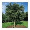 Sorbus aucuparia 'Asplenifolia' | Rowan Tree -Bare Root Sales Shop TR01999L main image 519b