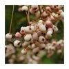 Sorbus cashmiriana | Rowan Tree -Bare Root Sales Shop TR02009L main image afb3