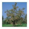 Sorbus 'Joseph Rock' | Rowan Tree -Bare Root Sales Shop TR02039L main image 2dae