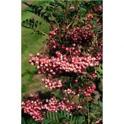 Sorbus vilmorinii | Rowan Tree -Bare Root Sales Shop TR02049L add image 1 7a0c