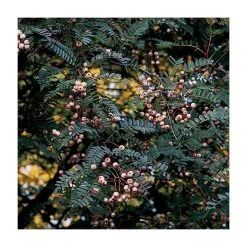 Sorbus vilmorinii | Rowan Tree -Bare Root Sales Shop TR02049L add image 2 95bb