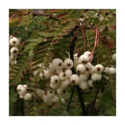 Sorbus vilmorinii | Rowan Tree -Bare Root Sales Shop TR02049L add image 3 5b39