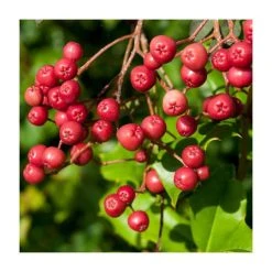 Sorbus vilmorinii | Rowan Tree -Bare Root Sales Shop TR02049L add image 4 b62b