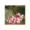 Sorbus vilmorinii | Rowan Tree -Bare Root Sales Shop TR02049L main image 409e