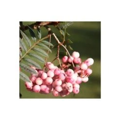 Sorbus vilmorinii | Rowan Tree