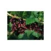20-30cm Titania' Blackcurrant Bush | Bare Root -Bare Root Sales Shop TR0209BR main image 7c9f