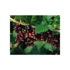 20-30cm Titania' Blackcurrant Bush | Bare Root