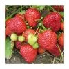20-30cm Cambridge Favourite' Strawberry Plants | Pack of 5 Bare roots -Bare Root Sales Shop TR0321 main image a33a