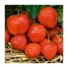 20-30cm Elsanta' Strawberry Plants | Pack of 5 Bare Roots -Bare Root Sales Shop TR0322 main image 46f2