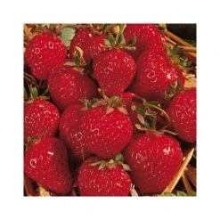 20-30cm Honeoye' Strawberry Plants | Pack of 5 Bare Roots