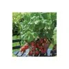 20-30cm Red Gauntlet' Strawberry Plants | Pack of 5 Bare Roots 1 20-30cm Red Gauntlet' Strawberry Plants | Pack of 5 Bare Roots -Bare Root Sales Shop TR0324 main image 7642