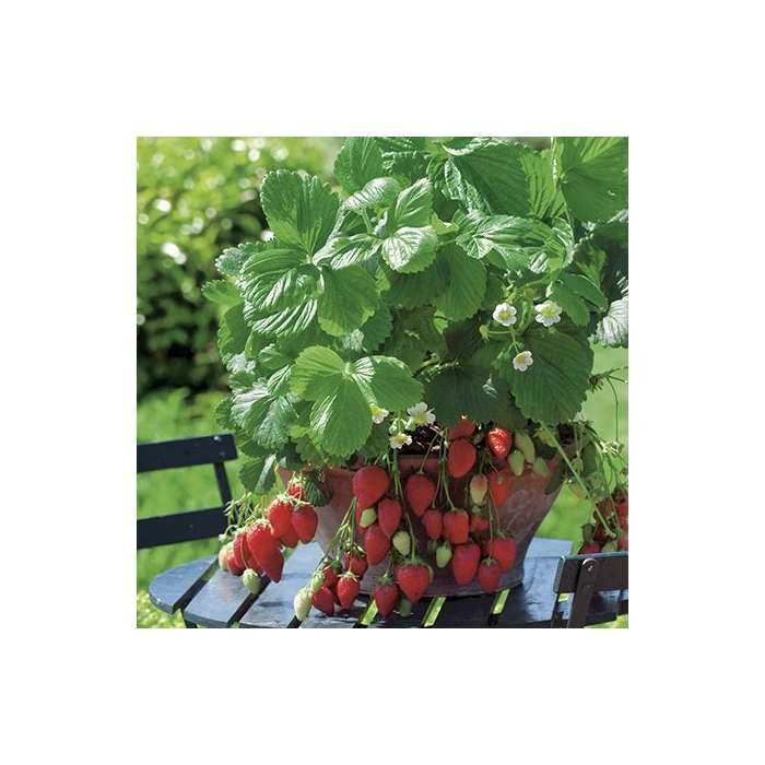 20-30cm Red Gauntlet' Strawberry Plants | Pack of 5 Bare Roots 3 20-30cm Red Gauntlet' Strawberry Plants | Pack of 5 Bare Roots