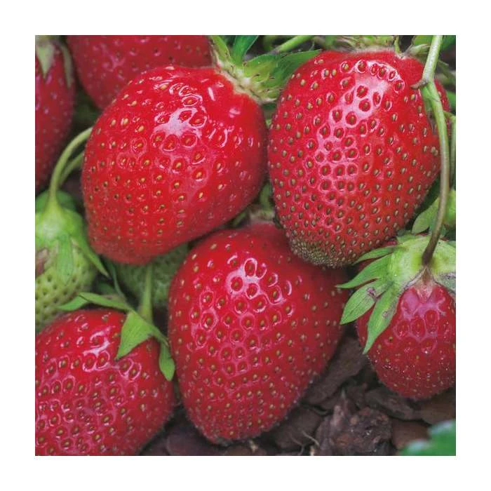 20-30cm Red Gauntlet' Strawberry Plants | Pack of 5 Bare Roots 4 20-30cm Red Gauntlet' Strawberry Plants | Pack of 5 Bare Roots - Image 2