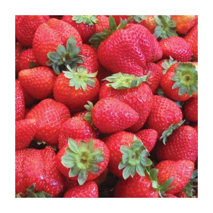 20-30cm Sonata' Strawberry Plants | Pack of 5 Bare Roots 2 20-30cm Sonata' Strawberry Plants | Pack of 5 Bare Roots