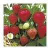 20-30cm Florence' Strawberry Plants | Pack of 5 Bare Roots