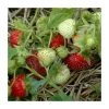 20-30cm Rhapsody' Strawberry Plants | Pack of 5 Bare Roots 1 20-30cm Rhapsody' Strawberry Plants | Pack of 5 Bare Roots -Bare Root Sales Shop TR0328 main image c720