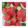 20-30cm Albion' Strawberry Plants | Pack of 5 Bare Roots -Bare Root Sales Shop TR0329 main image f3ec