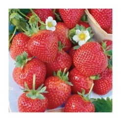 20-30cm Albion' Strawberry Plants | Pack of 5 Bare Roots