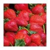 20-30cm Calypso' Strawberry Plants | Pack of 5 Bare Roots -Bare Root Sales Shop TR0330 main image c918
