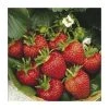 20-30cm Flamenco' Strawberry Plants | Pack of 5 Bare Roots -Bare Root Sales Shop TR0331 main image e21c