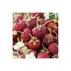 20-30cm Framberry' Strawberry Plants | Pack of 5 Bare Roots -Bare Root Sales Shop TR0332 add image 1 0c2b